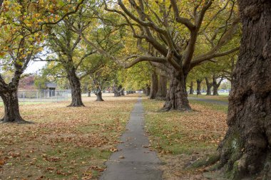 Hagley Park North - Christchurch - New Zealand clipart