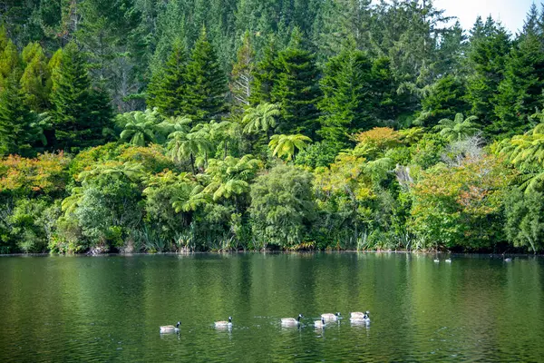 Kanada Kazları Mangamahoe Gölü - Yeni Zelanda