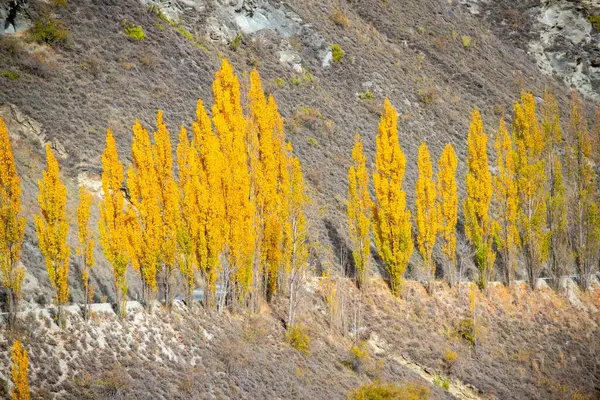 stock image Poplar Trees on Chard Road - New Zealand