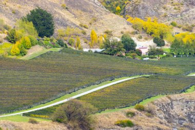 Pinot Noir Vineyard - Yeni Zelanda