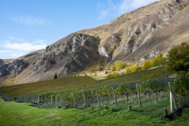 Pinot Noir Vineyard - Yeni Zelanda