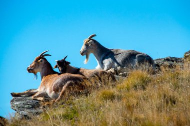 Goats in Deer Park Heights - Queenstown - New Zealand clipart