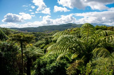 Waimangu Volkanik Vadisi 'ndeki Doğal Orman - Yeni Zelanda