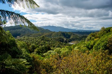 Waimangu Volkanik Vadisi 'ndeki Doğal Orman - Yeni Zelanda
