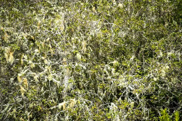 stock image Native Forest in Waimangu Volcanic Valley - New Zealand