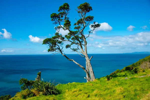 Mangawhai Uçurum Yürüyüşü - Yeni Zelanda