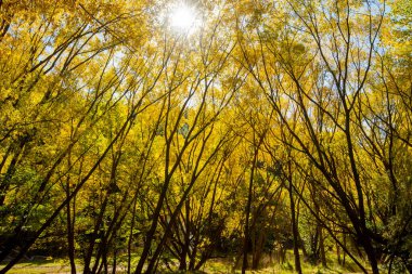 Arrowtown, Yeni Zelanda 'daki Bush Creek Rezervi