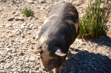 Kunekune Pig in Deer Park Heights - New Zealand clipart