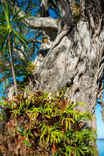 Stock image Moreton Bay Fig Tree in the Town of Russell - New Zealand