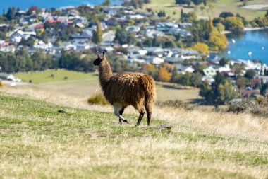 Deer Park Heights 'taki Llama - Queenstown - Yeni Zelanda