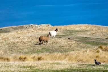 Deer Park Heights 'taki Llammas Queenstown Yeni Zelanda