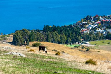 Llamas in Deer Park Heights - Queenstown - New Zealand clipart