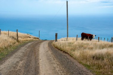 Akaroa 'daki Deniz feneri Yolu - Yeni Zelanda