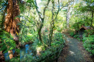 Whakarewarewa Orman Parkı - Rotorua - Yeni Zelanda