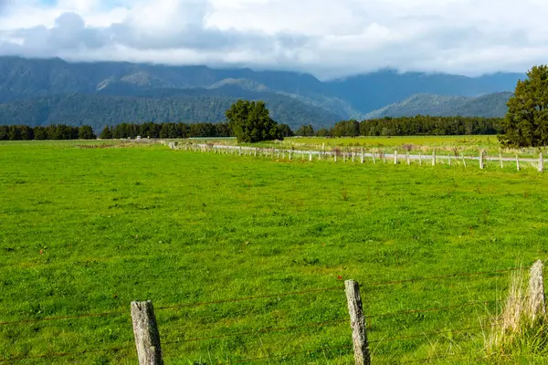 Batı Yakası Bölgesi - Yeni Zelanda Sığır Otlağı