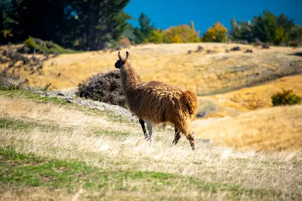 Deer Park Heights 'taki Llama - Queenstown - Yeni Zelanda