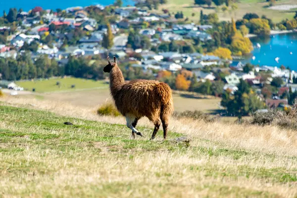 Deer Park Heights 'taki Llama - Queenstown - Yeni Zelanda