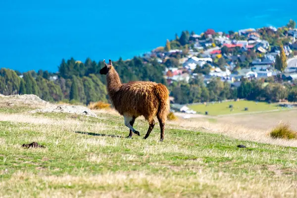 Deer Park Heights 'taki Llama - Queenstown - Yeni Zelanda