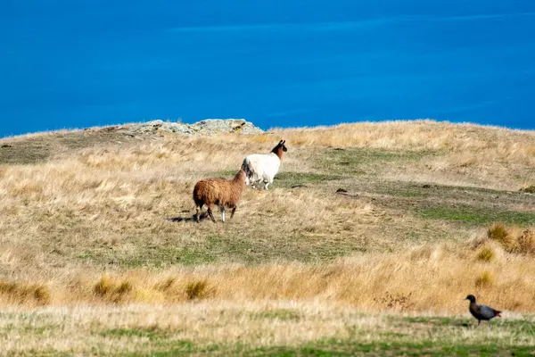 Deer Park Heights 'taki Llammas Queenstown Yeni Zelanda