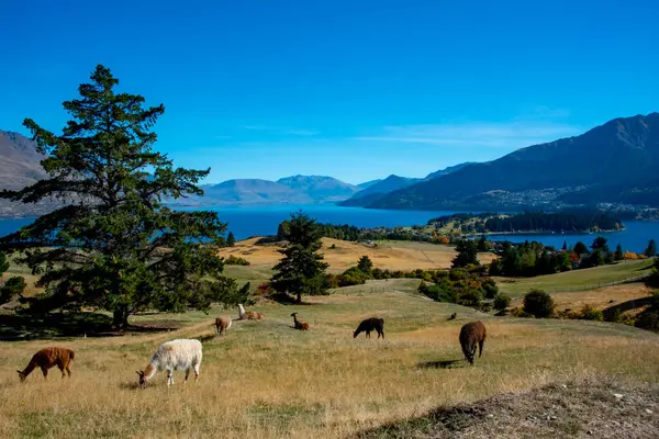 Deer Park Heights 'taki Llammas Queenstown Yeni Zelanda