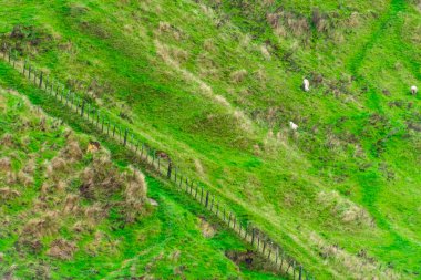 Waikato 'da Koyun Otlağı - Yeni Zelanda