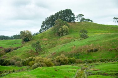 Waikato 'da Koyun Otlağı - Yeni Zelanda