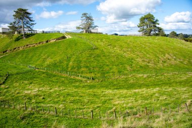 Waikato 'da Koyun Otlağı - Yeni Zelanda