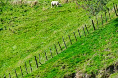 Sheep Pasture in Waikato - New Zealand clipart