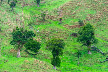 Waikato 'da Koyun Otlağı - Yeni Zelanda