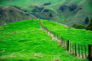 Waikato 'da Koyun Otlağı - Yeni Zelanda