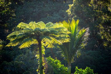 Waipoua Kauri Forest - New Zealand clipart