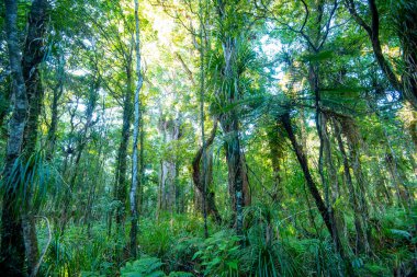 Waipoua Kauri Forest - New Zealand clipart