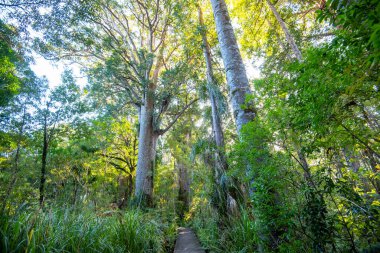 Waipoua Kauri Ormanı - Yeni Zelanda