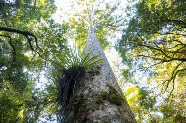 Waipoua Kauri Ormanı - Yeni Zelanda