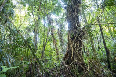Waipoua Kauri Ormanı - Yeni Zelanda