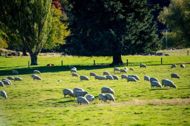 Otago 'daki Koyun Otlağı - Yeni Zelanda