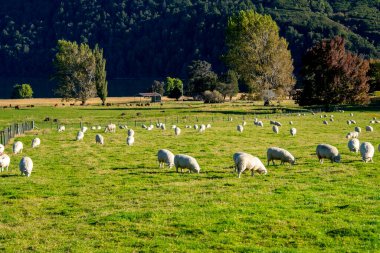 Otago 'daki Koyun Otlağı - Yeni Zelanda