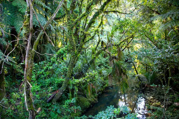 stock image Waipoua Kauri Forest - New Zealand