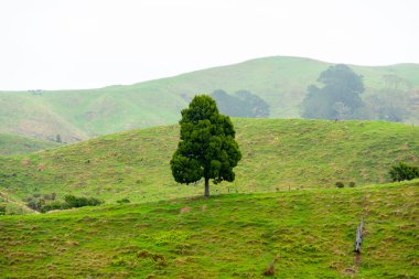 Waikato Bölgesindeki Tek Ağaç - Yeni Zelanda