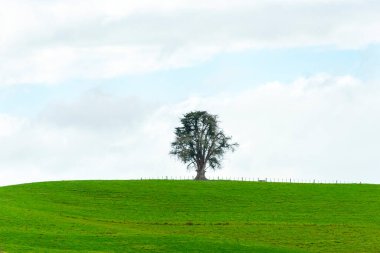 Waikato Bölgesindeki Tek Ağaç - Yeni Zelanda