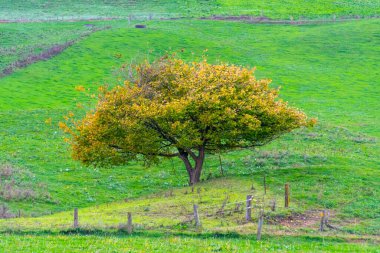 Waikato Bölgesindeki Tek Ağaç - Yeni Zelanda