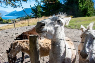 Deer Park Tepelerindeki Minyatür Atlar - Yeni Zelanda