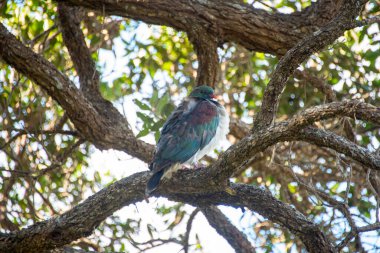 Kereru Güvercini - Yeni Zelanda