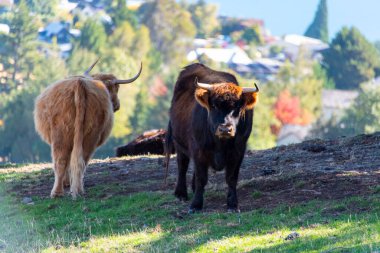 Highland Cattle in Deer Park Heights - Queenstown - New Zealand clipart