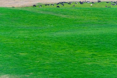 Canterbury bölgesinde sığır otlağı - Yeni Zelanda