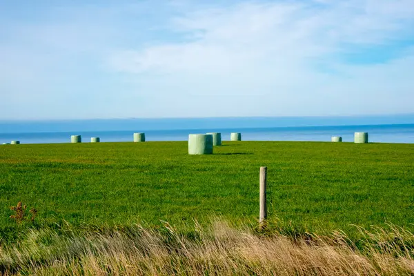 stock image Packaged Silage Hay Bales - New Zealand