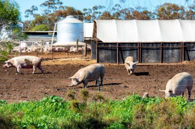 Tarladaki Serbest Çiftlik Domuz Çiftliği