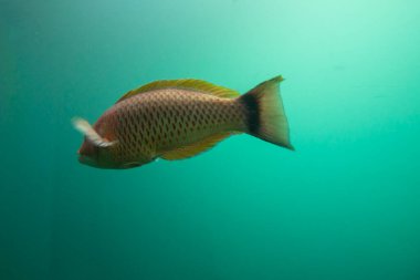 Parrot Fish in Milford Sound - New Zealand clipart