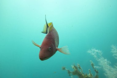 Parrot Fish in Milford Sound - New Zealand clipart