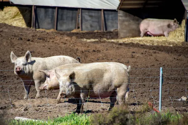 stock image Free Range Pork Farm in the Field